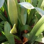 Clivia nobilis Leaf