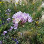 Allium roseum Flower