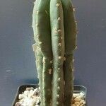 Echinopsis lageniformis Hábito