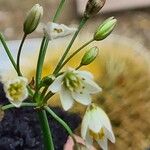 Nothoscordum gracile Flor