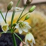 Nothoscordum gracile 花