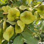 Pterocarpus rohrii Fruit