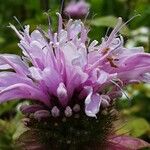 Monarda fistulosa Žiedas