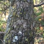 Schrebera alata Corteza