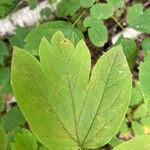 Caulophyllum thalictroides List