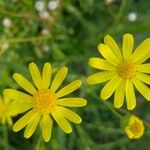 Senecio madagascariensis Blüte