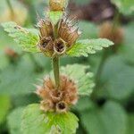 Betonica macrantha Fruit