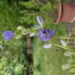 Campanula bononiensis Flower