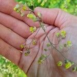 Thalictrum minus Flower