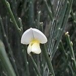 Cytisus multiflorus Bloem