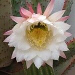 Echinopsis schickendantzii Flor