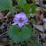 Viola mirabilis Flower