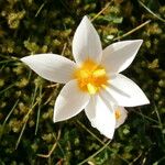 Crocus sieberi फूल