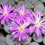 Conophytum minutum Fiore