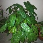 Philodendron burle-marxiiLehti