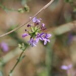 Plumbago europaea പുഷ്പം