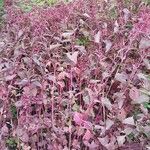 Atriplex hortensis Elinympäristö