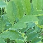 Robinia viscosa Leaf