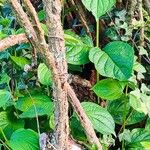 Lycium chinense Bark