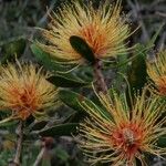 Melaleuca pancheri 果實