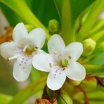 Myoporum crassifolium 花