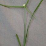 Cyperus sesquiflorus Flor