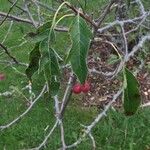 Malus toringoides Frukto