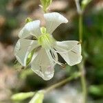 Silene italica Kwiat