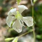 Silene italica Blüte