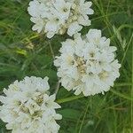 Armeria pubinervis Λουλούδι