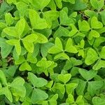 Oxalis latifolia Habitatea
