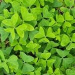 Oxalis latifolia आदत