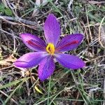 Crocus corsicus Flower