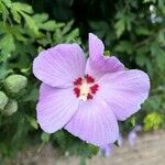 Hibiscus syriacus花