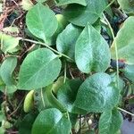 Anredera cordifolia ᱥᱟᱠᱟᱢ