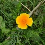 Eschscholzia californicaFlor