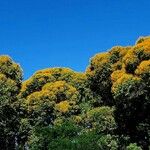 Vochysia ferruginea Floare