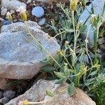 Chardinia orientalis Elinympäristö