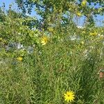 Helianthus salicifolius ശീലം