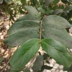 Pyrostria commersonii Leaf