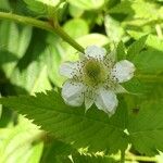 Rubus fraxinifolius Floare