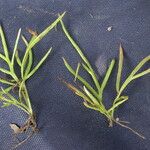 Ceratopteris thalictroides Habit
