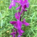 Anacamptis palustris Blomma