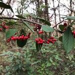 Cotoneaster glaucophyllus Плід