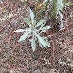 Pseudognaphalium microcephalum Leaf