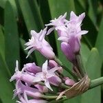 Tulbaghia simmleri Flower