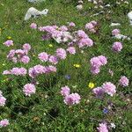 Armeria alpina Habit