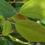 Mallotus philippensis Leaf