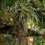 Tillandsia utriculata برگ