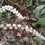 Sesamoides purpurascens 花